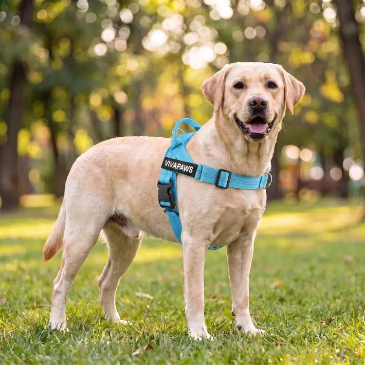 VivaPaws No-Pull Harness