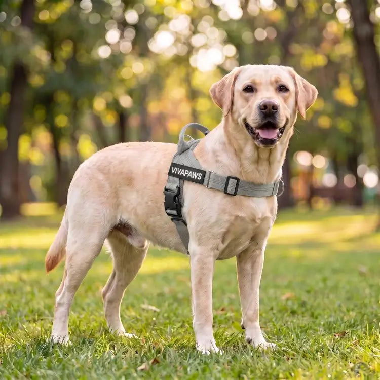 VivaPaws No-Pull Harness